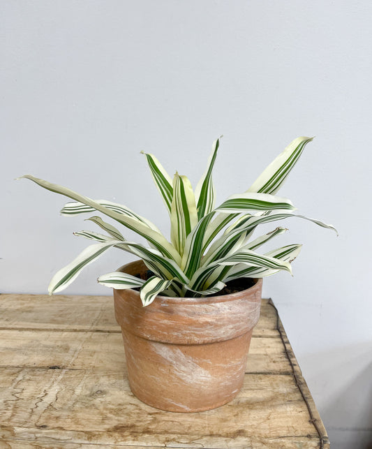 Neoregelia