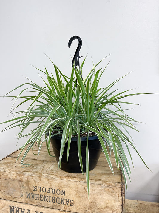 Hanging Spider Plant In Basket