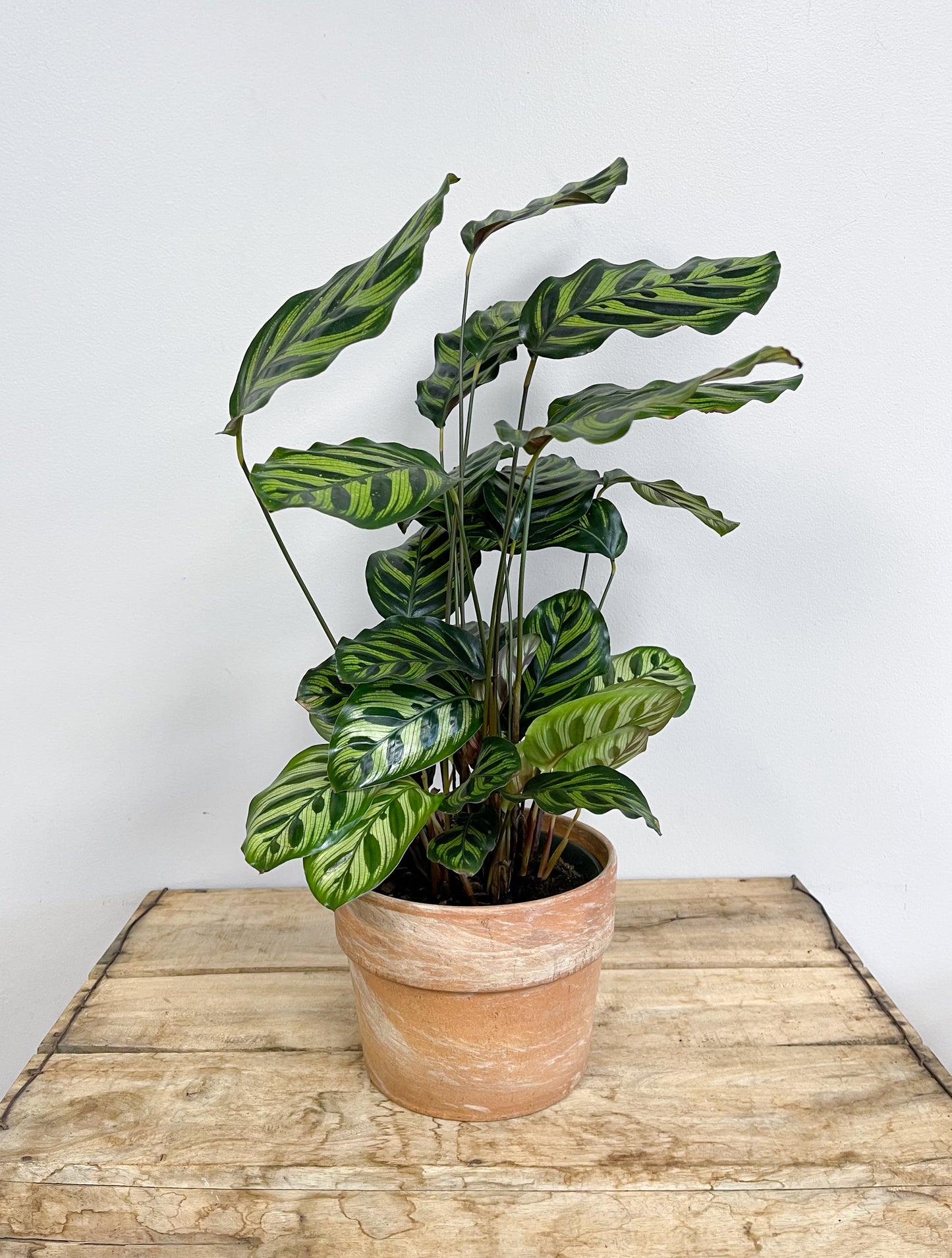 Calathea