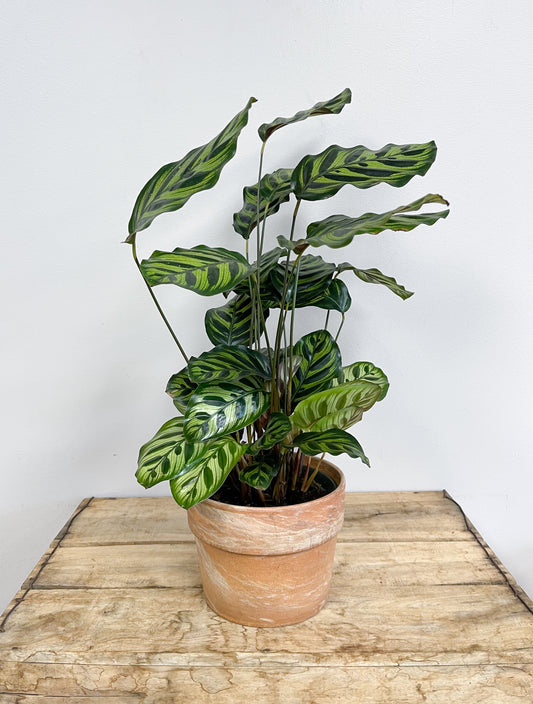 Calathea