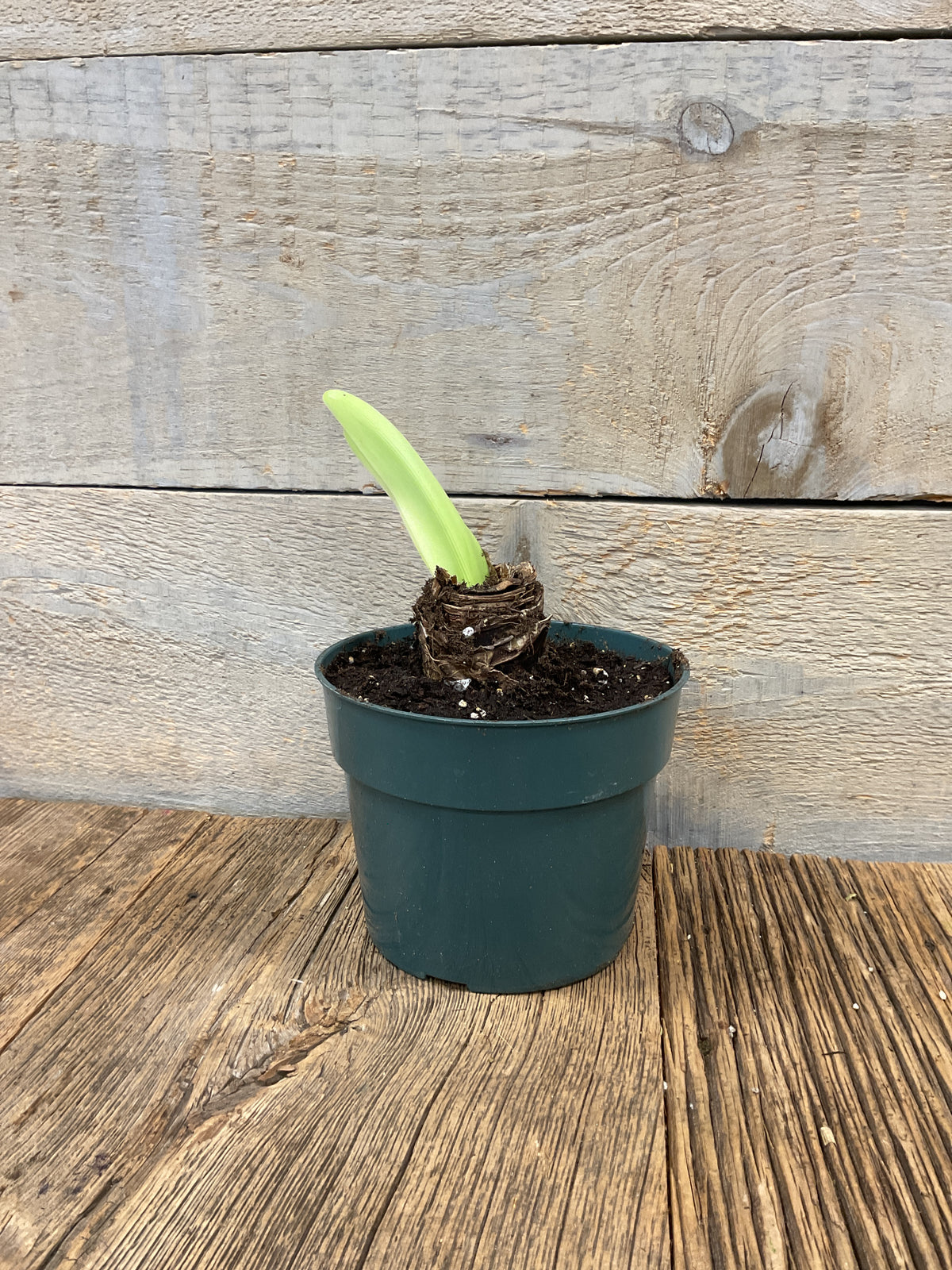 Amaryllis Bulb