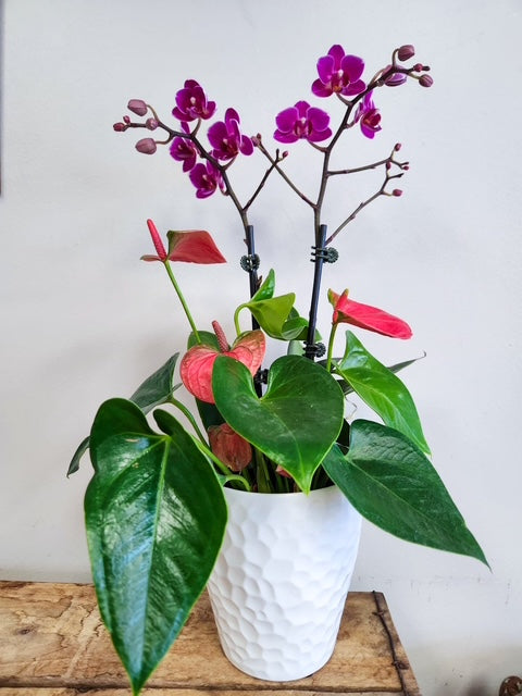 is anthurium an orchid Orchid & Anthurium Planter