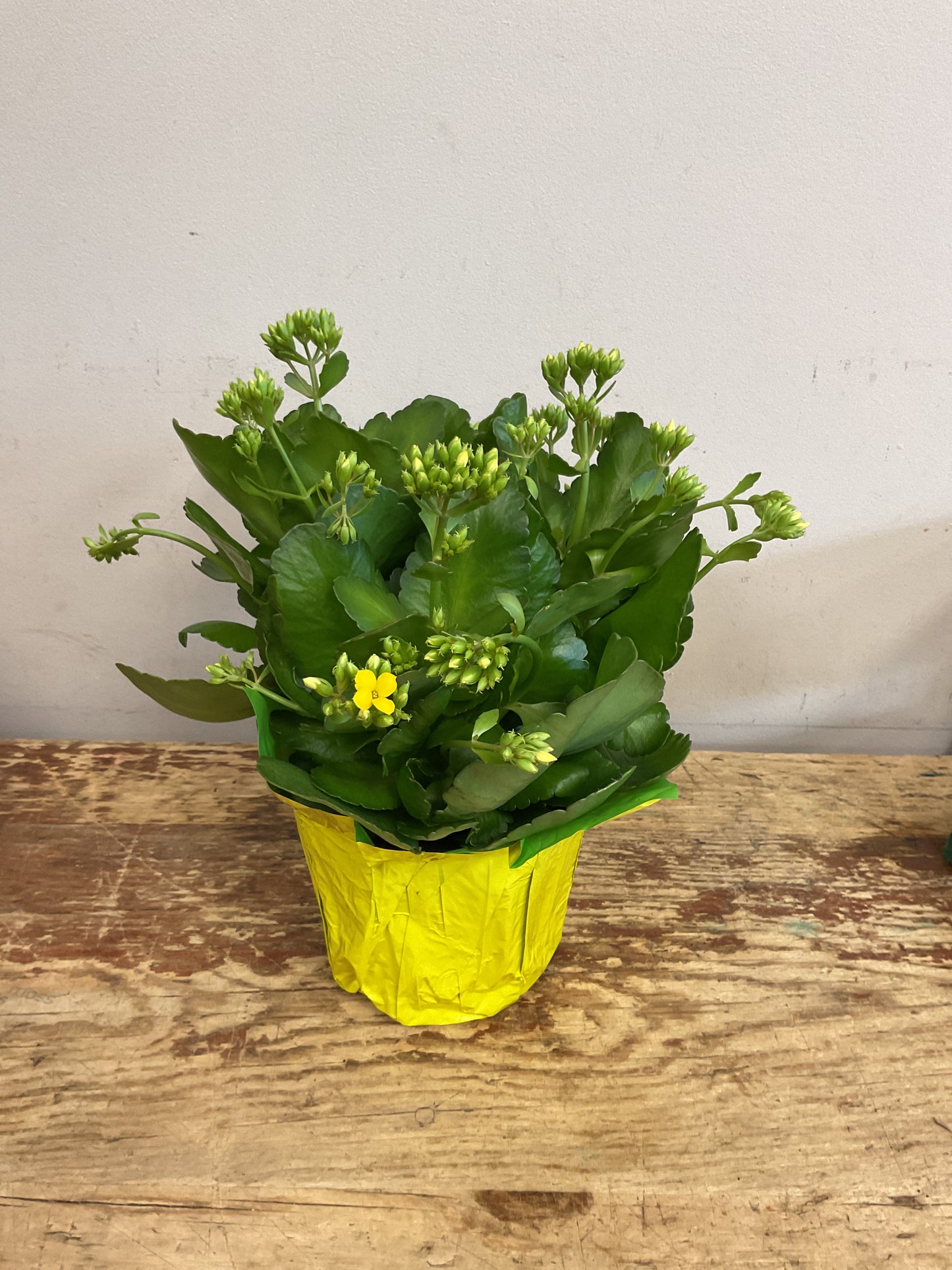 Kalanchoe