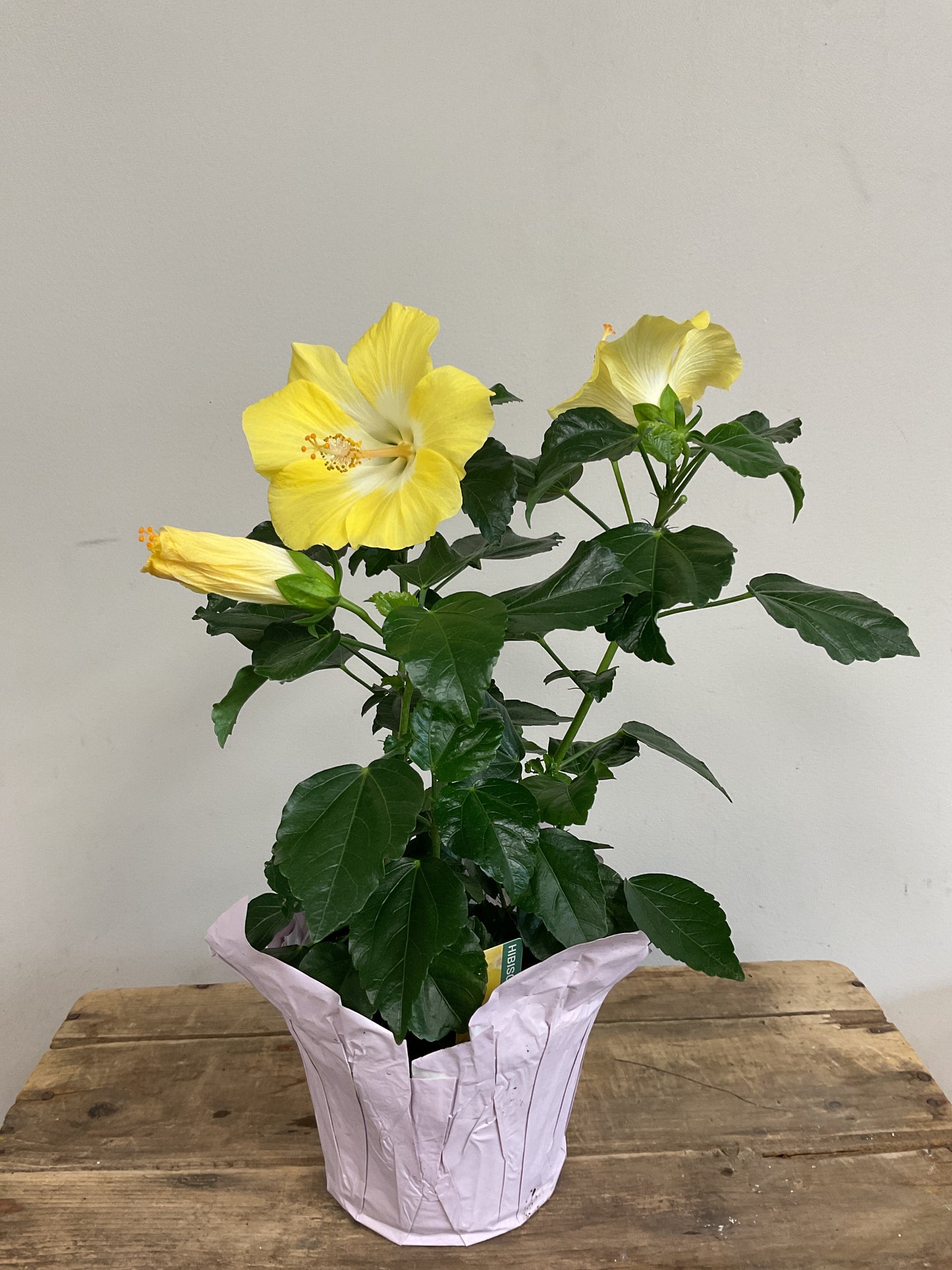 Potted Hibiscus