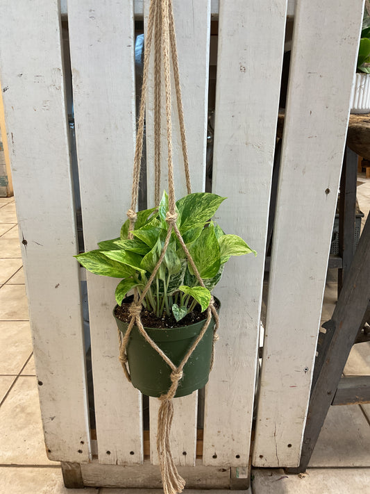Macrame Plant Hanger