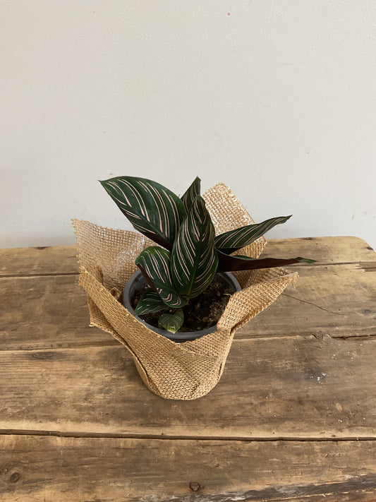 Calathea Ornata (Pin-stripe)
