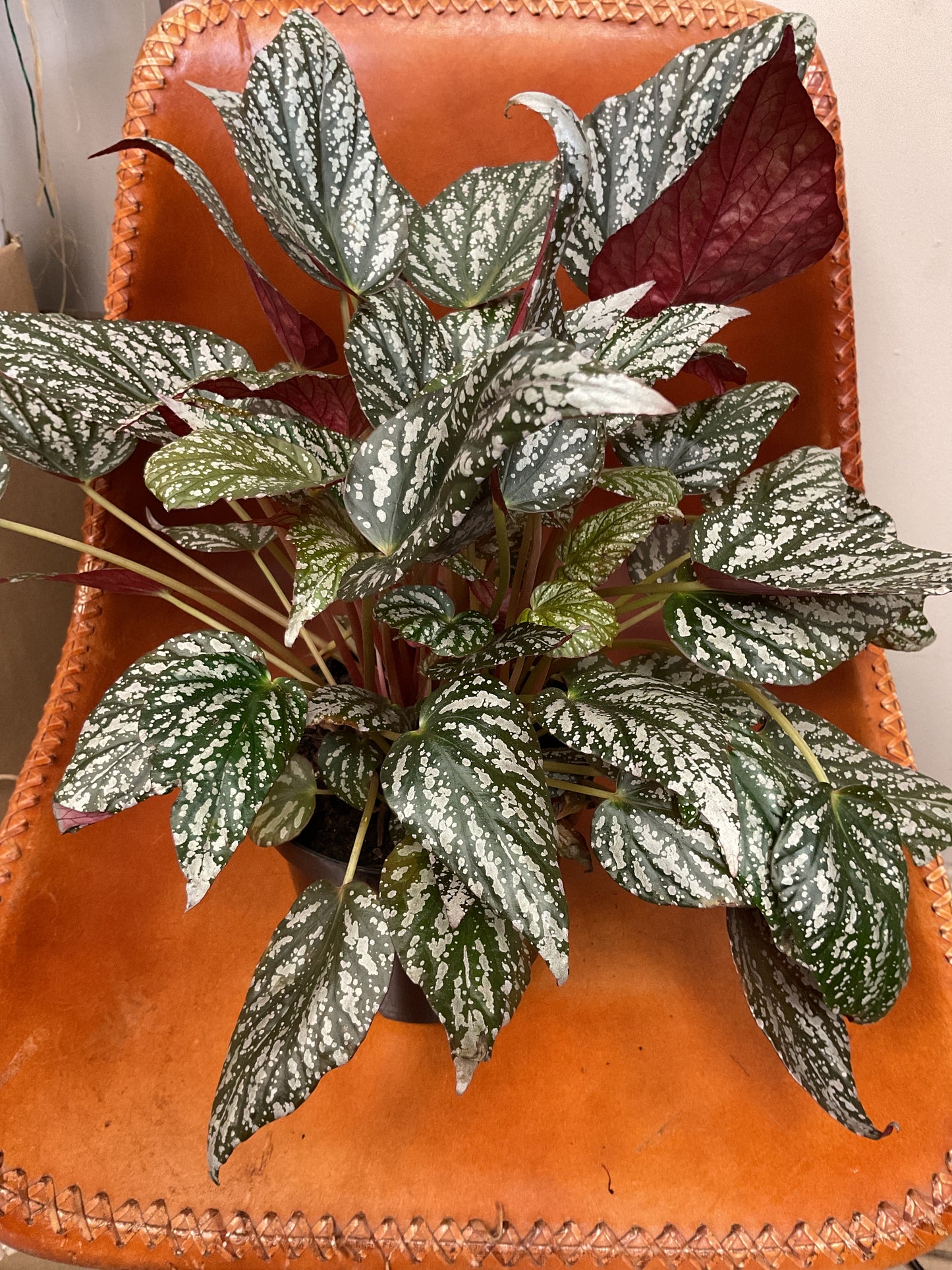 Rex Begonia