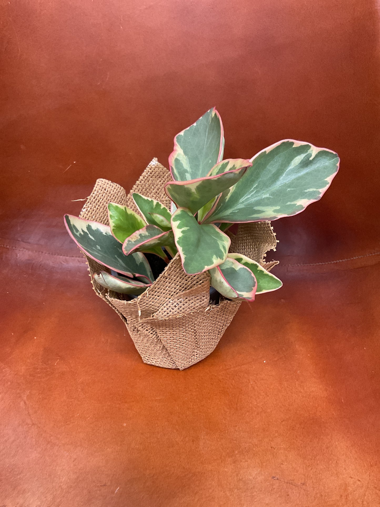 Peperomia