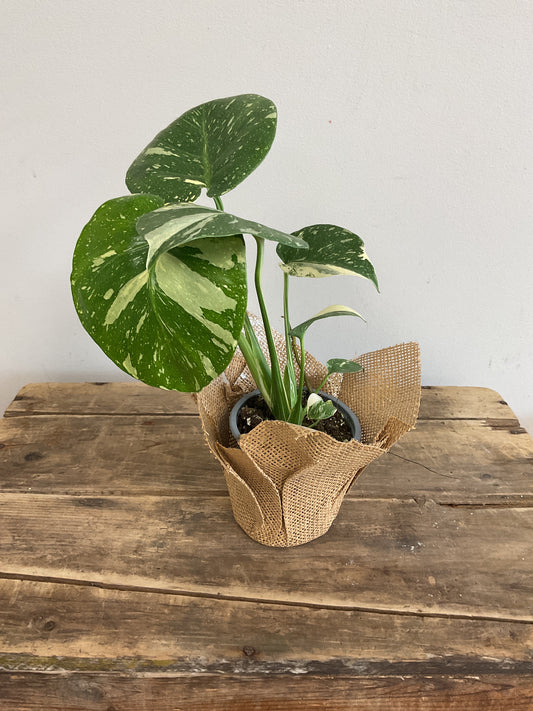 Monstera Thai Constellation
