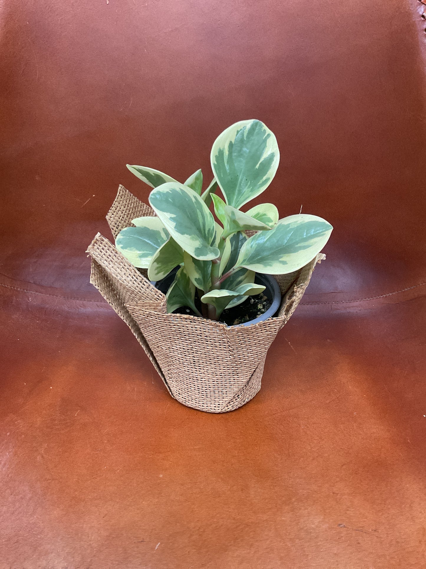 Peperomia