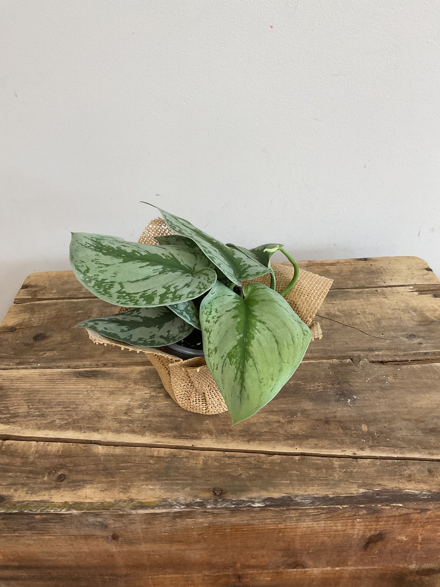 Scindapsus Exotica