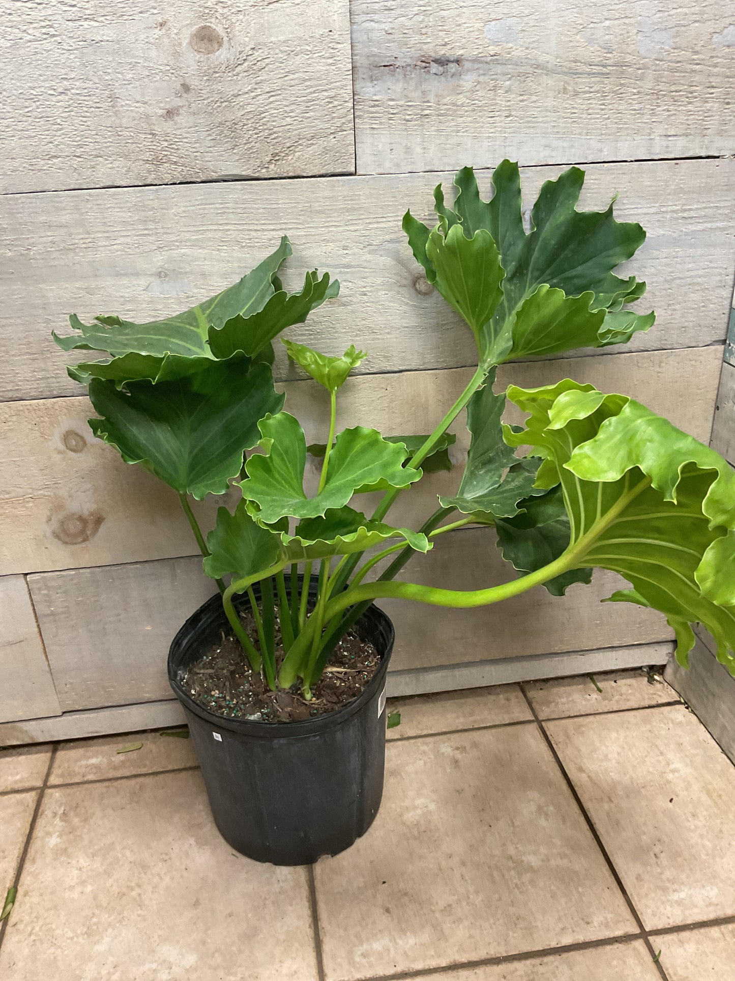 Philodendron Selloum