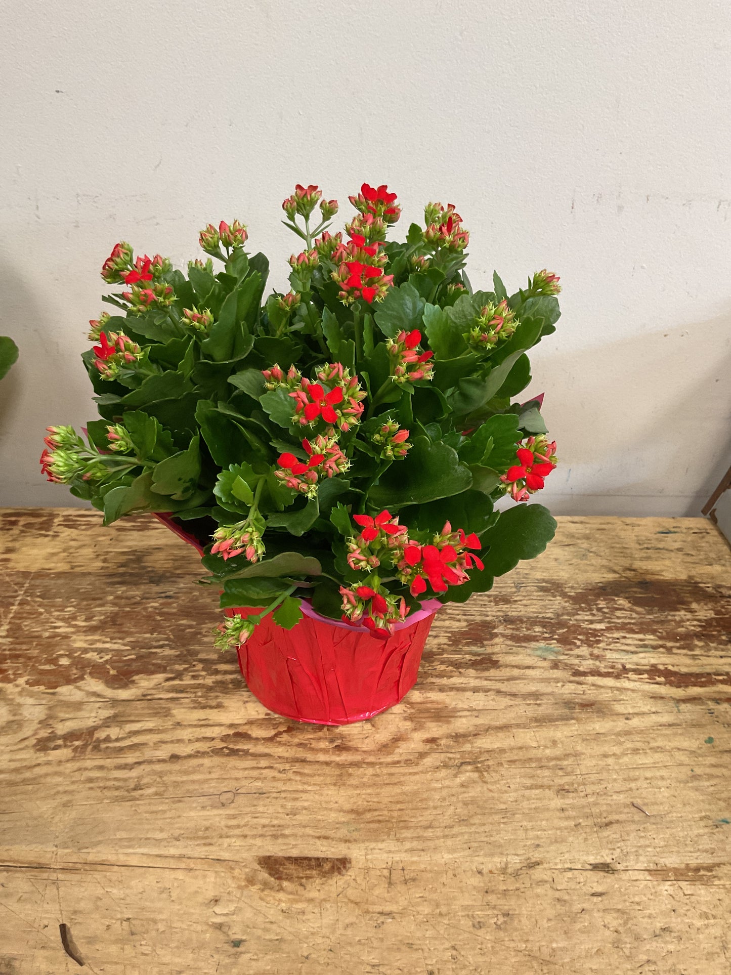 Kalanchoe