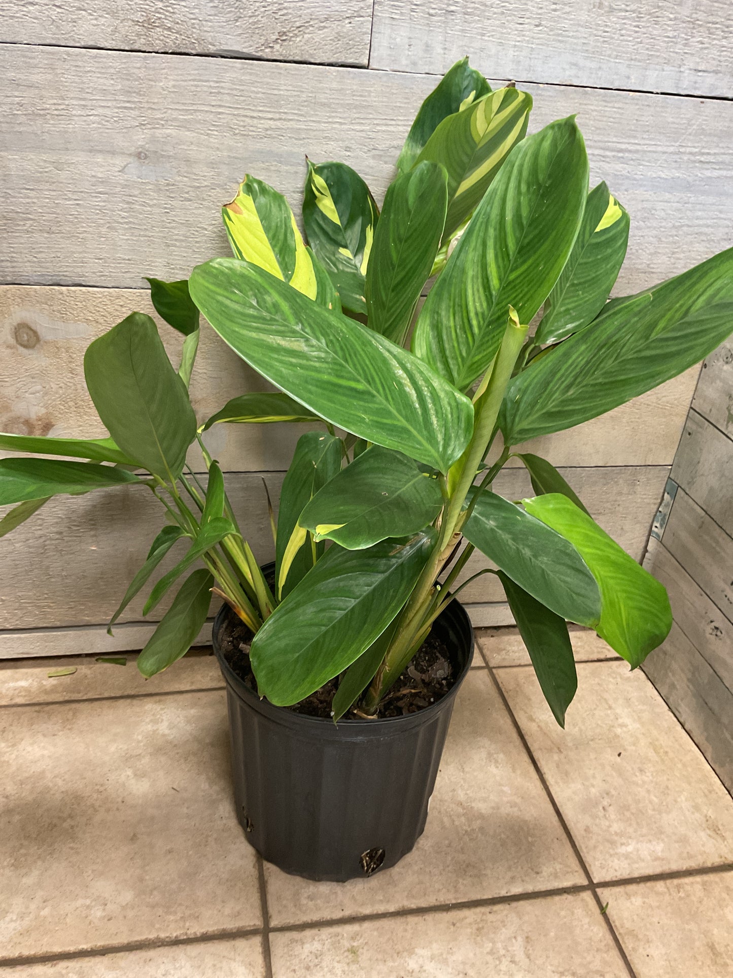 Calathea Lubersaii