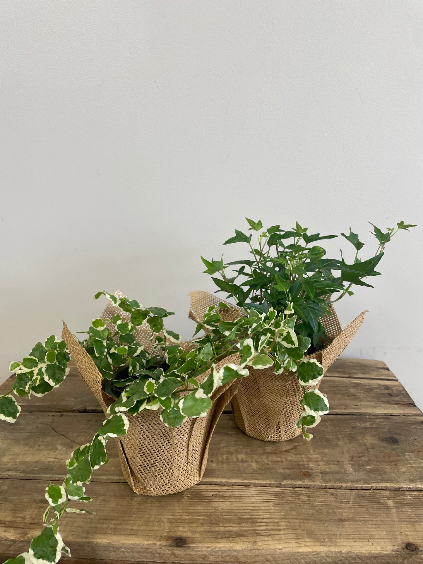 Ivy Plant