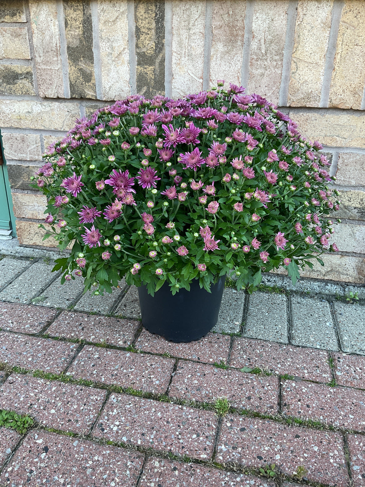 Chrysanthemum