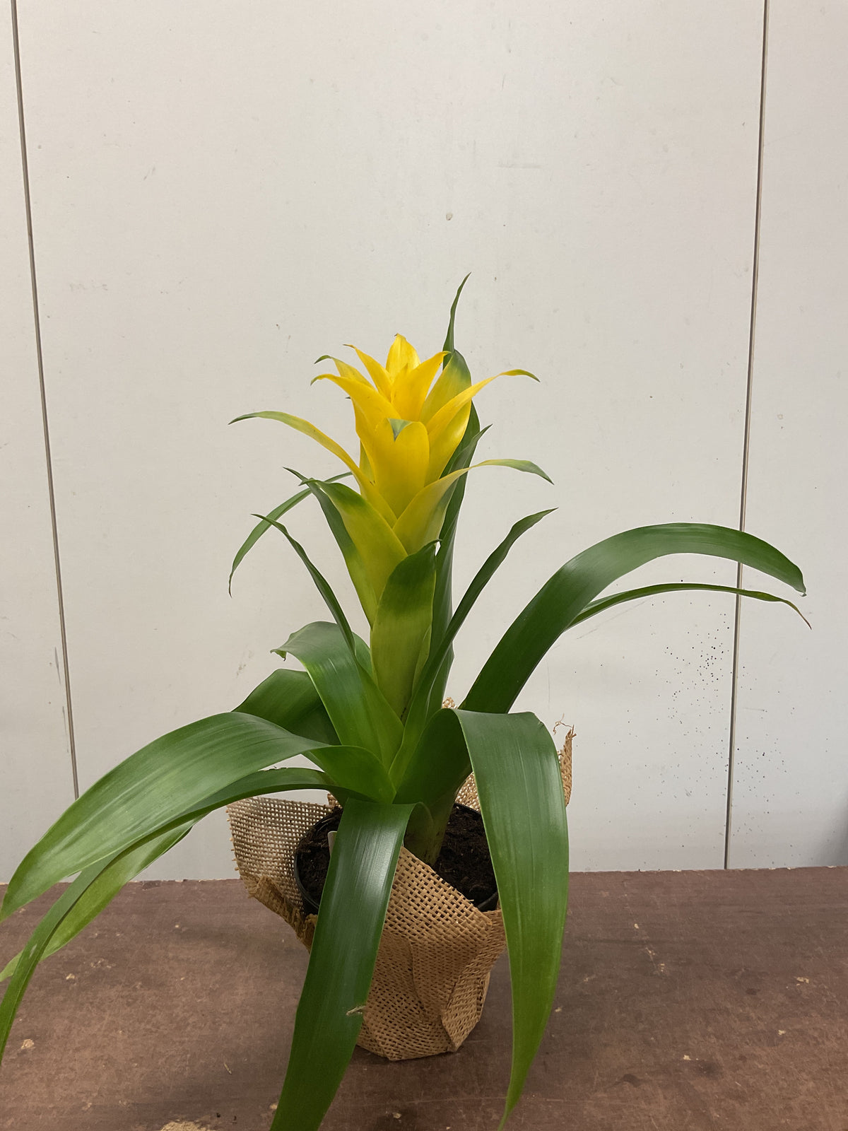 Bromeliad