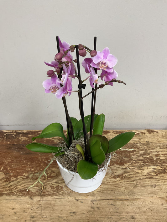 Orchid Planter
