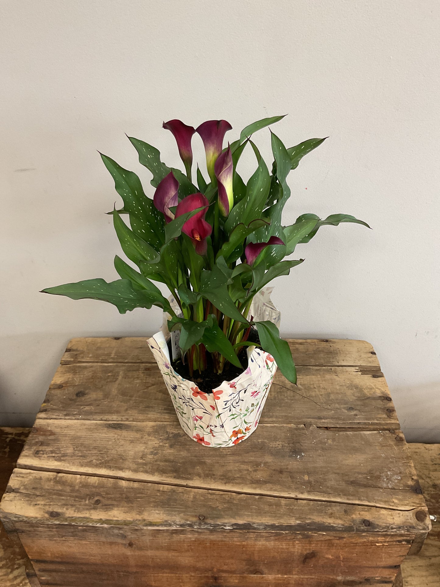 6" Potted Calla Lily Plant