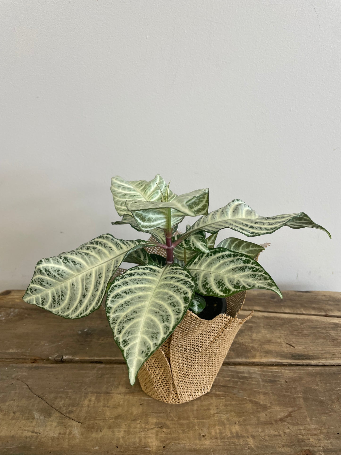 Aphelandria White Wash