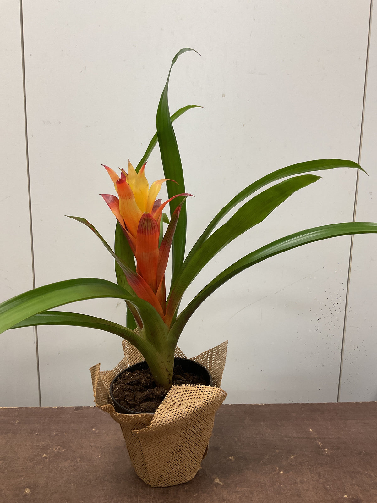 Bromeliad