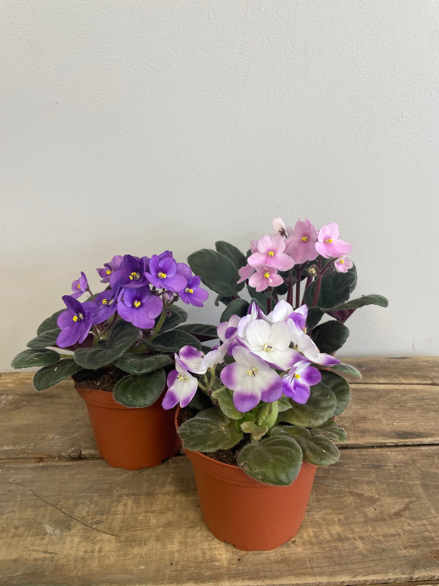African Violets