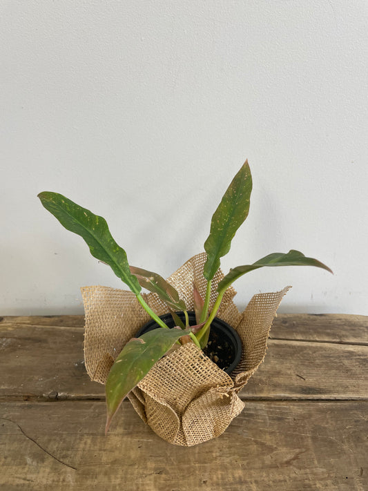 Prince of Orange Philodendron