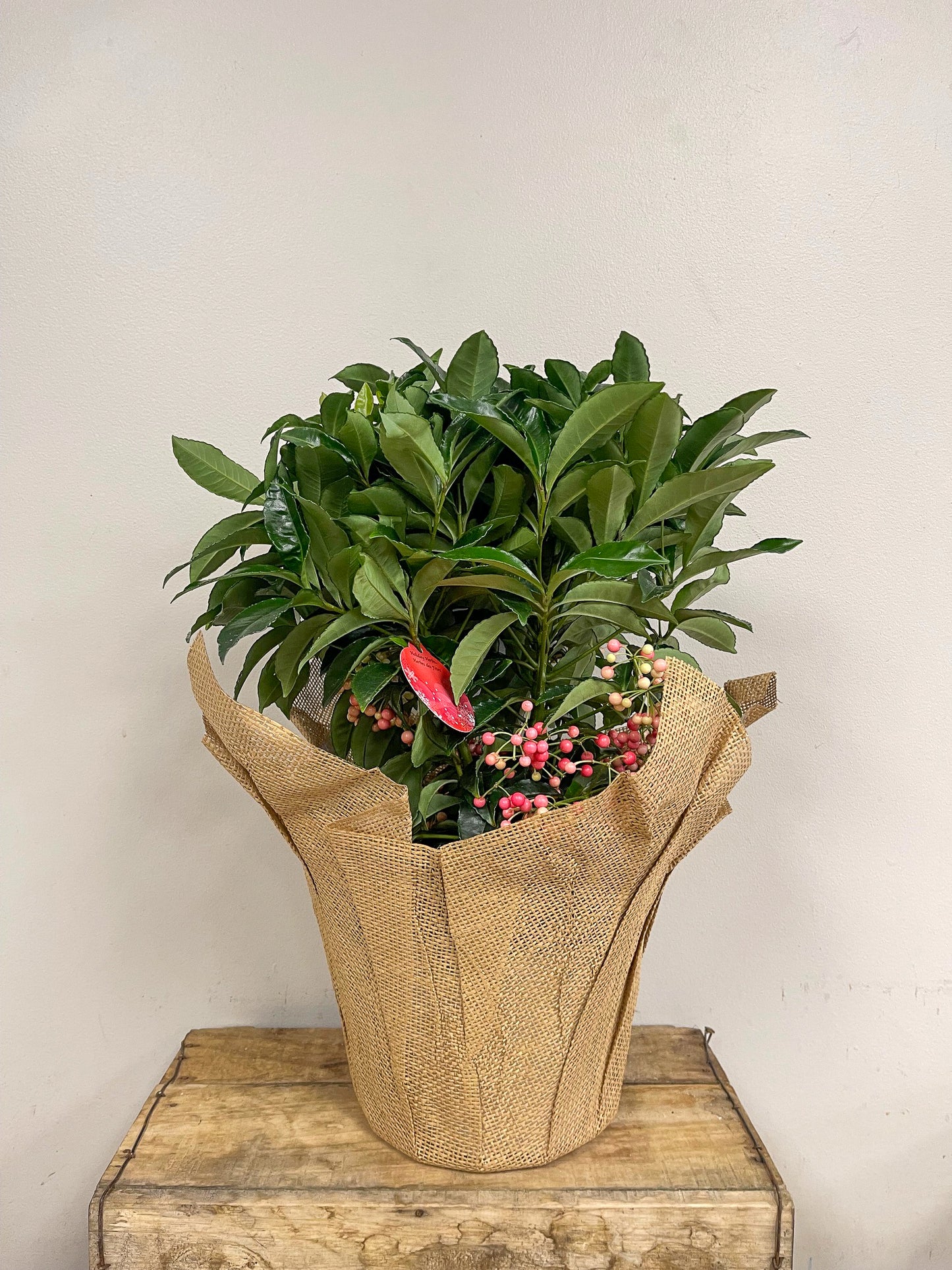 Ardisia Plant