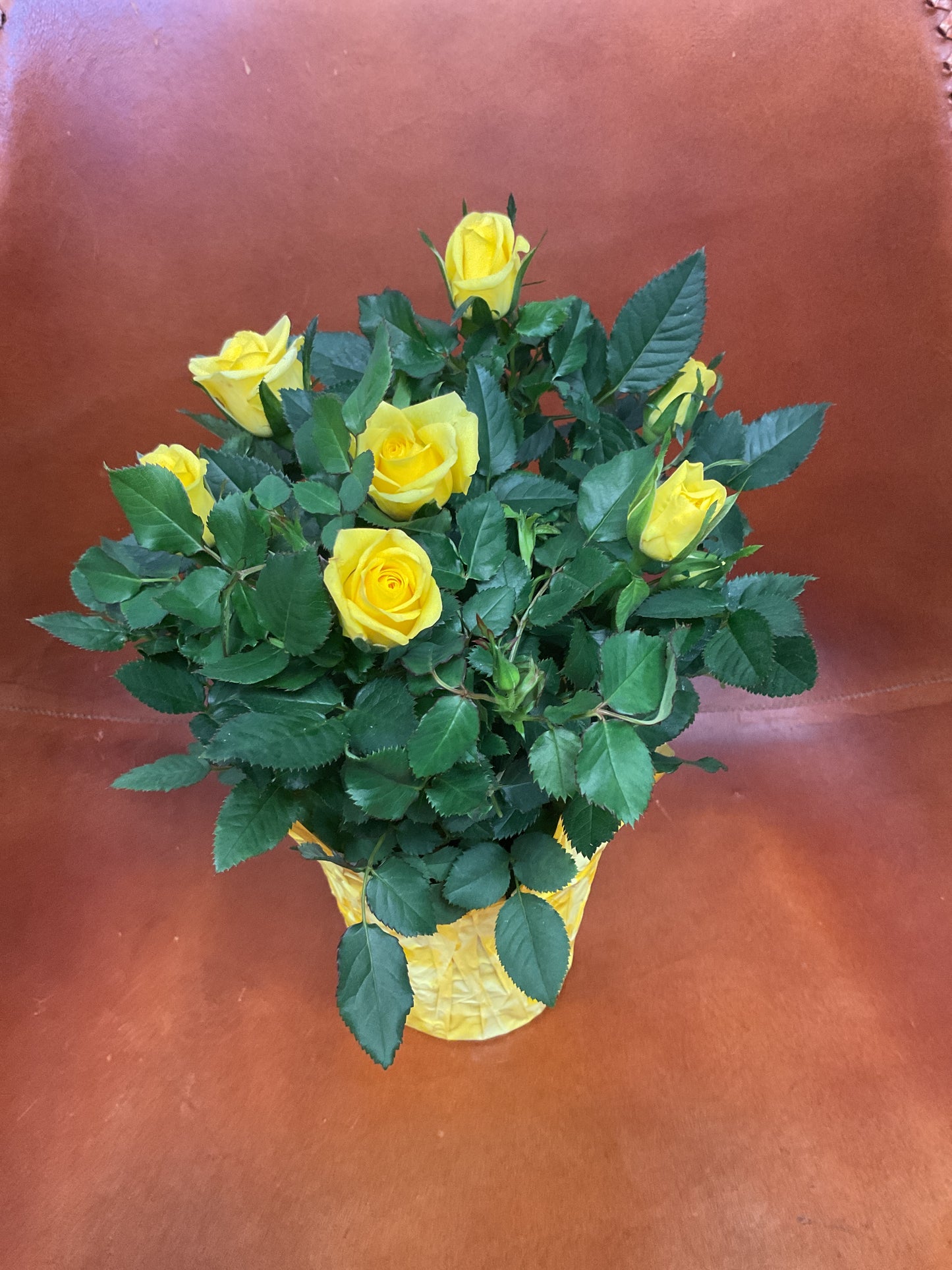 Mini Roses