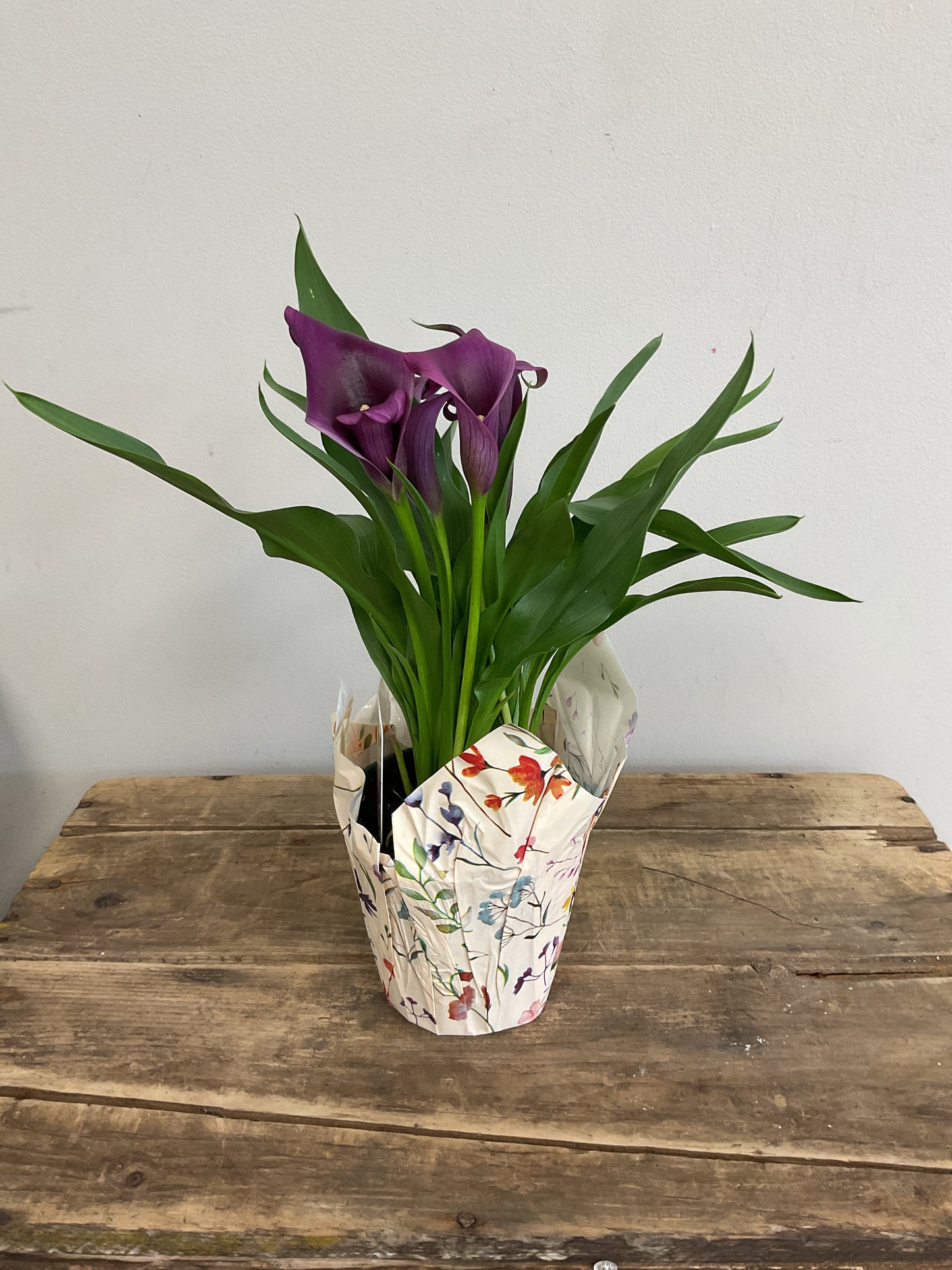 4" Potted Calla Lily