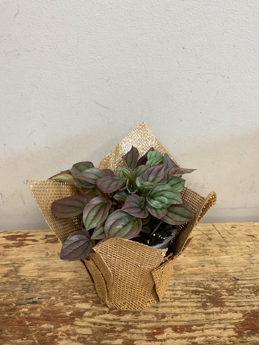 Peperomia Cayenne