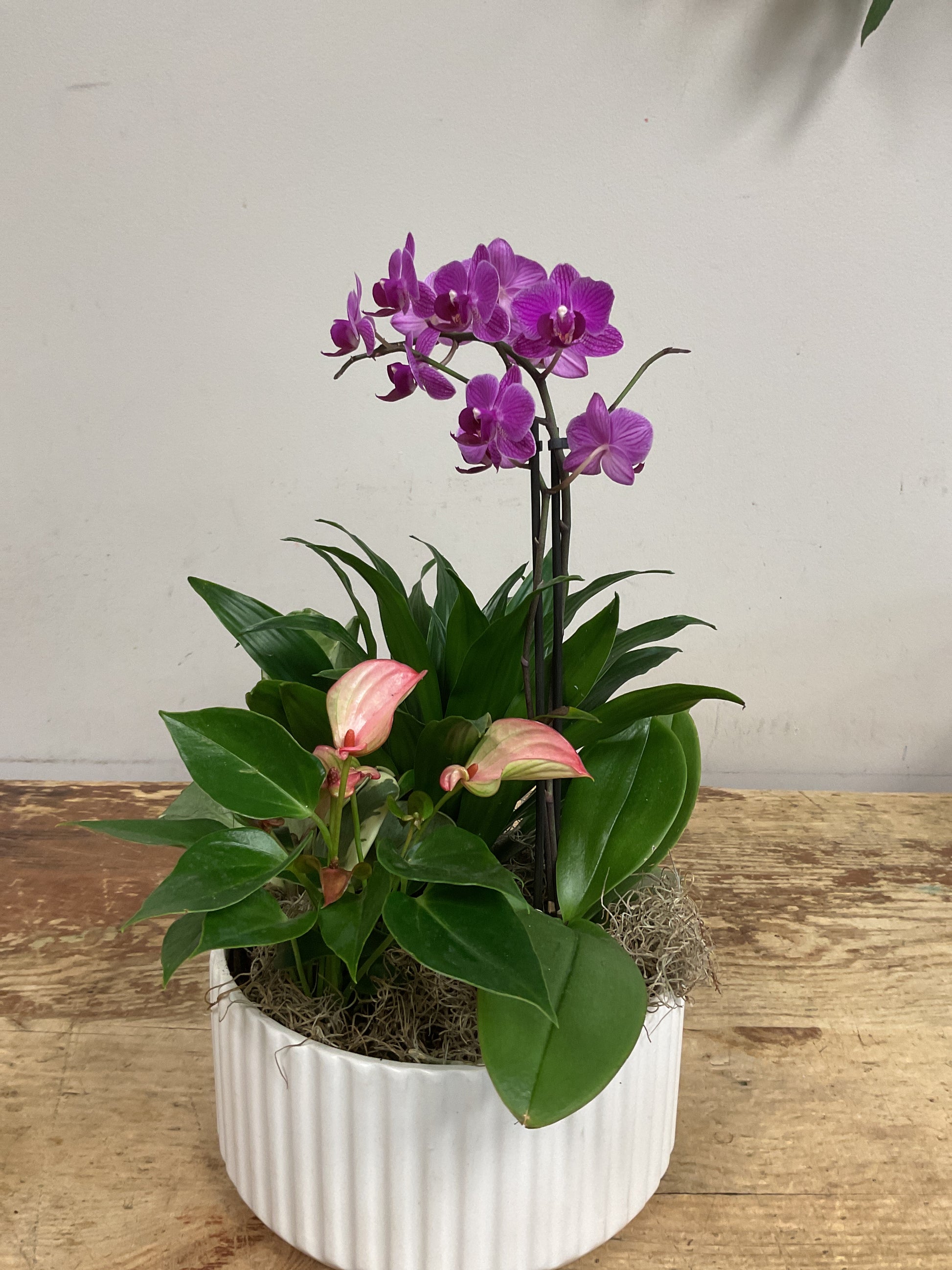 anthurium and orchid Orchid & Anthurium Planter