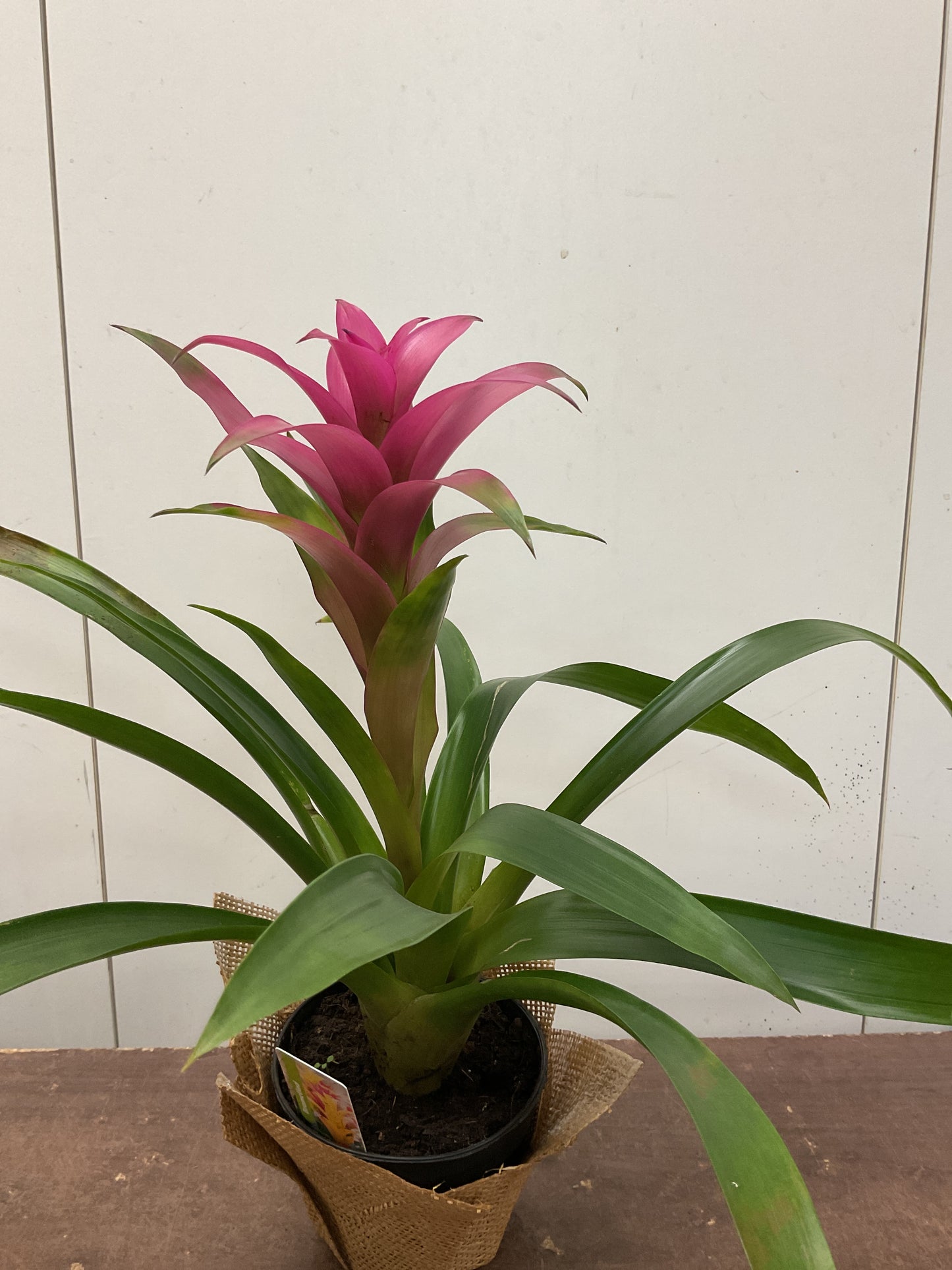 Bromeliad