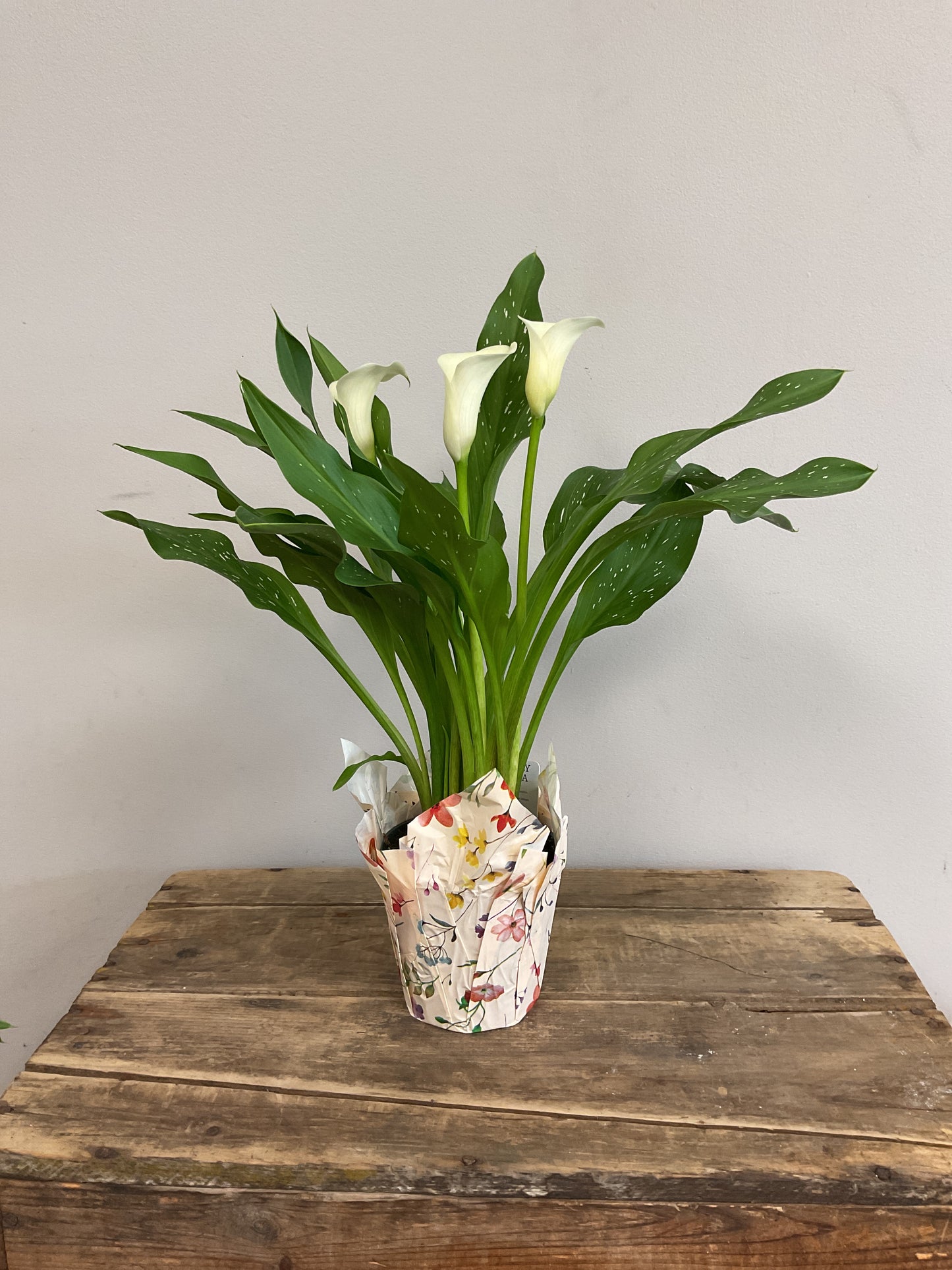 4" Potted Calla Lily