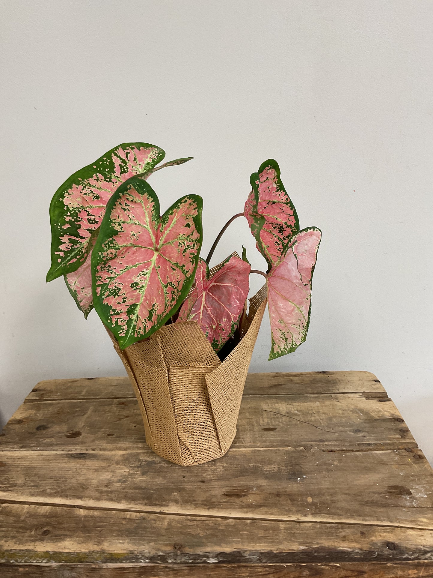 Pink Caladium