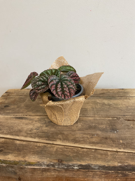 Peperomia Robella