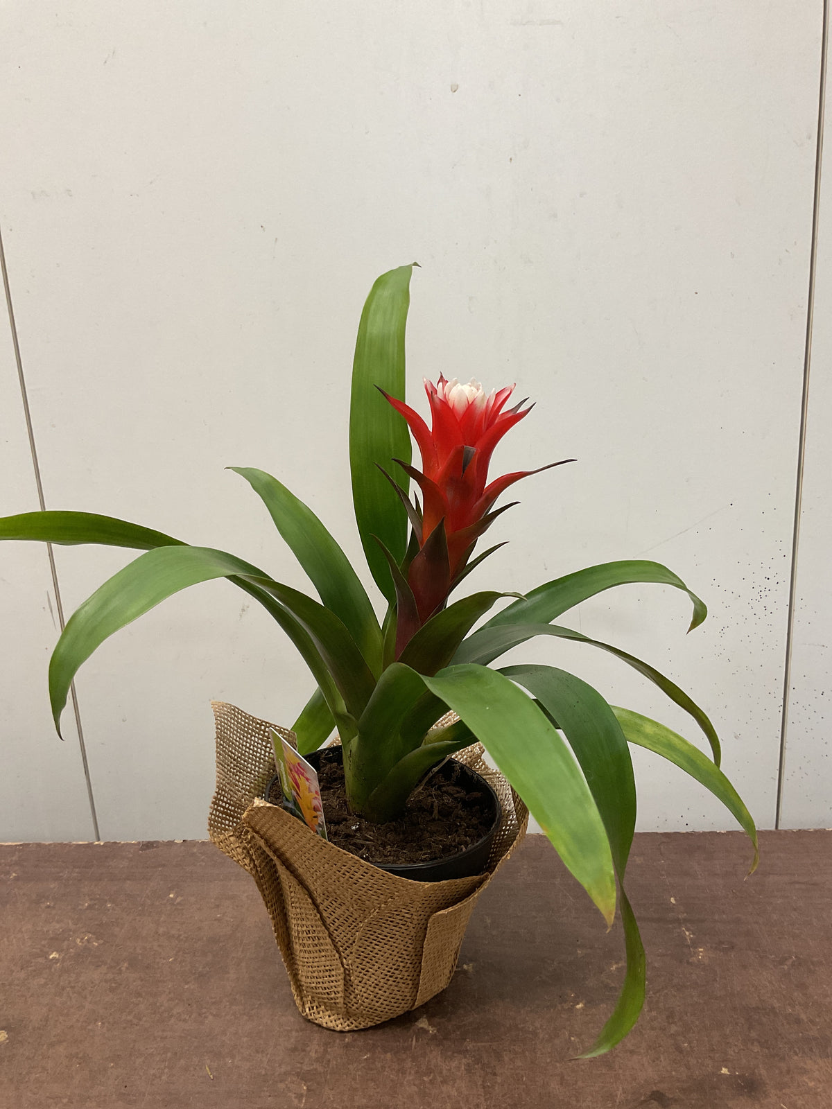 Bromeliad