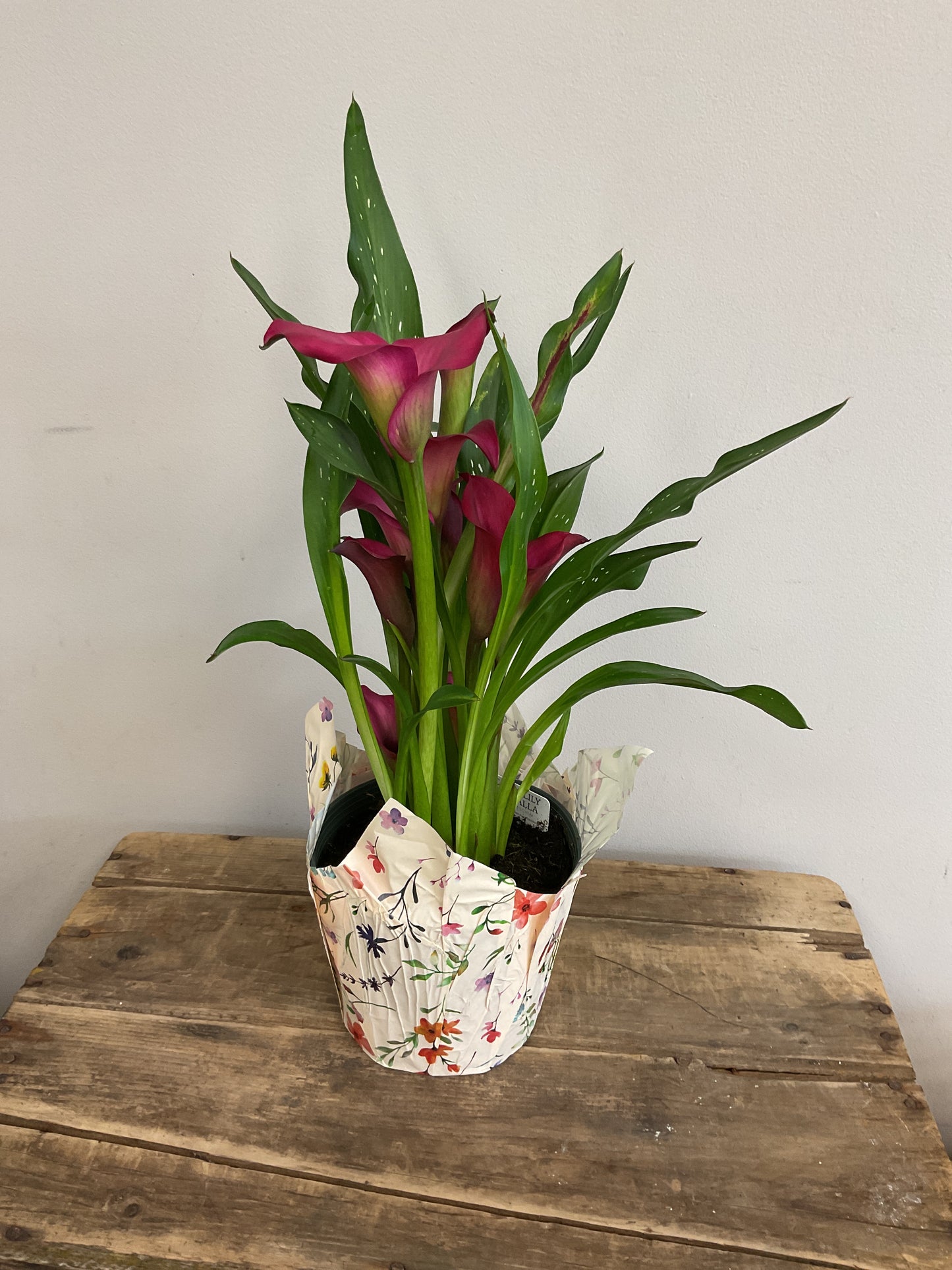 6" Potted Calla Lily Plant