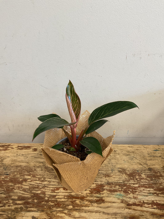 Philodendron Birkin Pink
