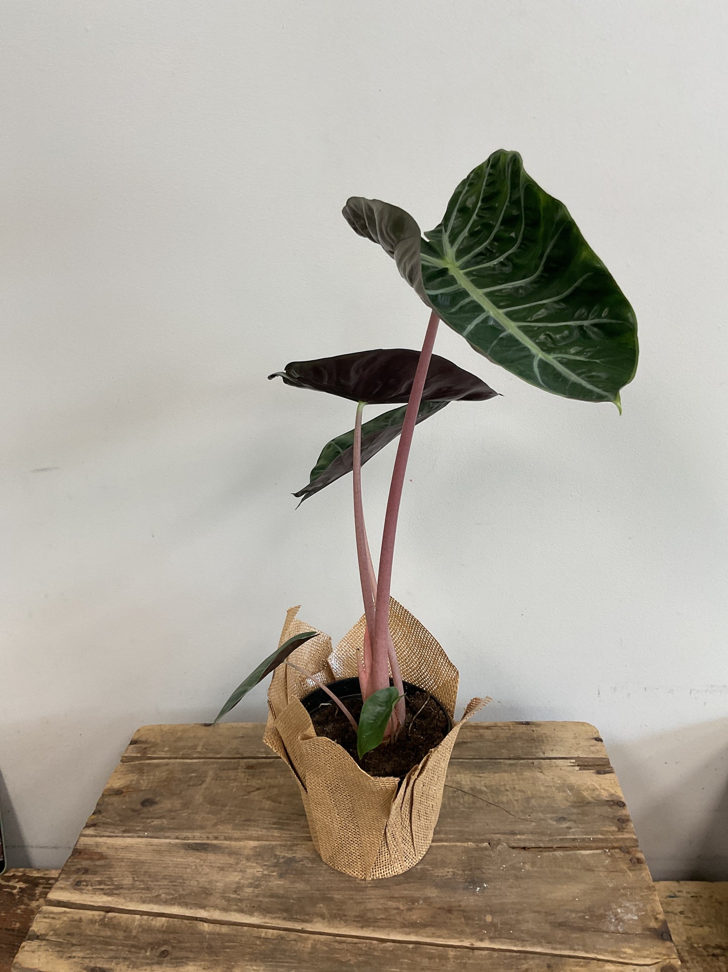 Alocasia Pink Dragon