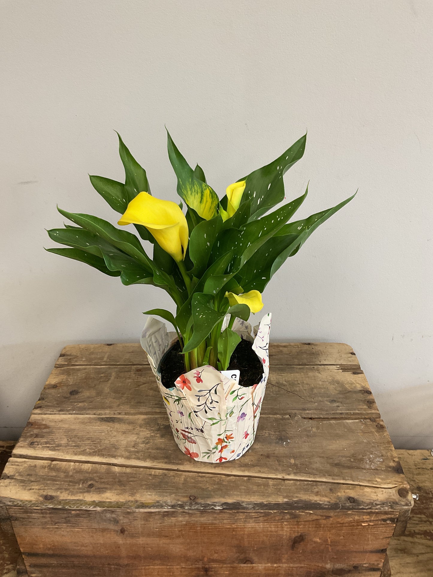 6" Potted Calla Lily Plant