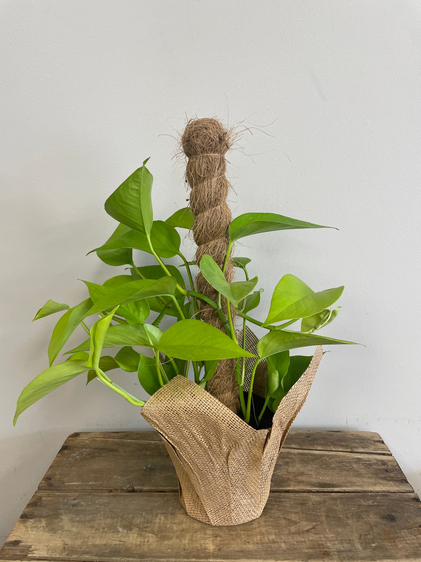 Climbing Lime Pothos