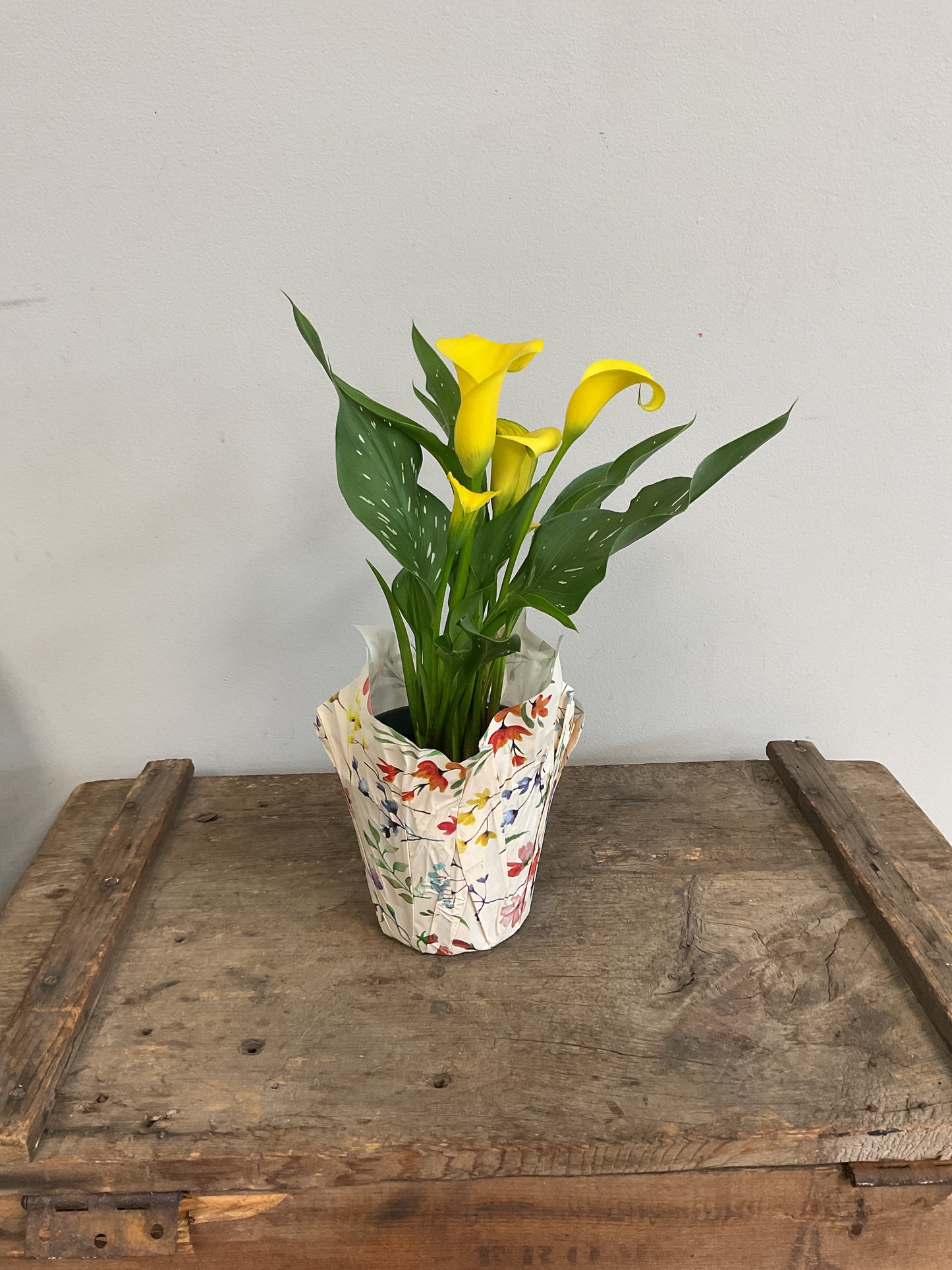 4" Potted Calla Lily