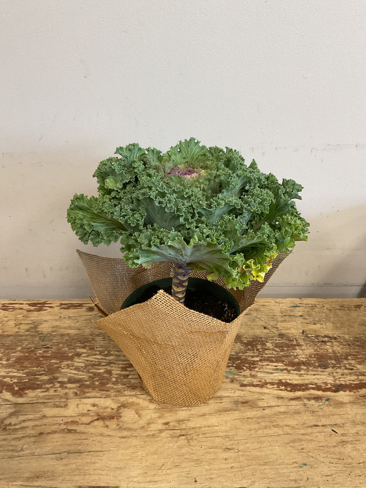 Flowering Kale