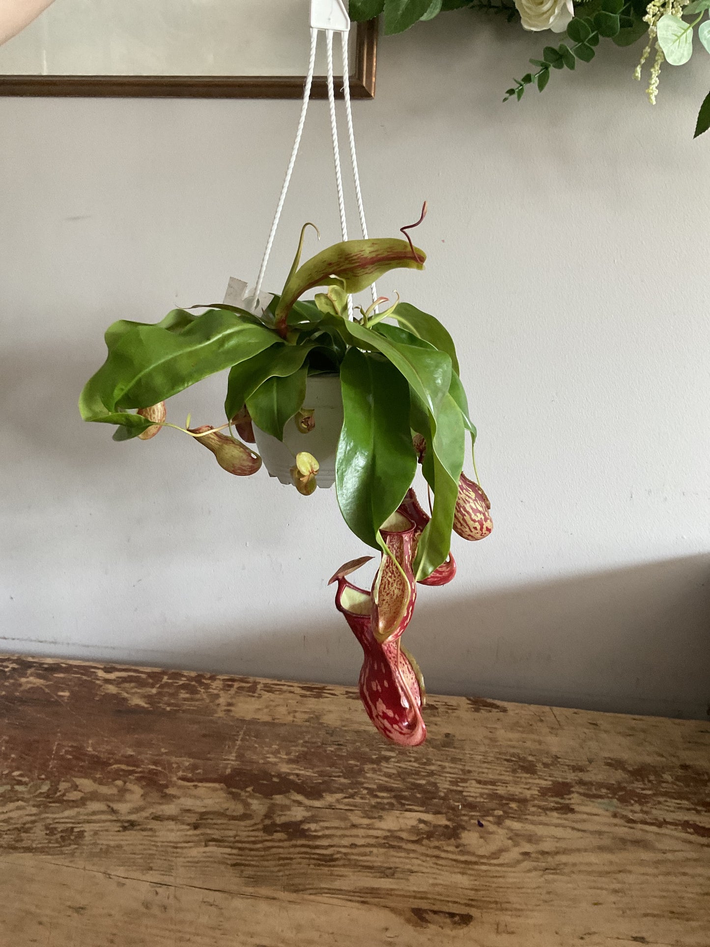 Pitcher Plant