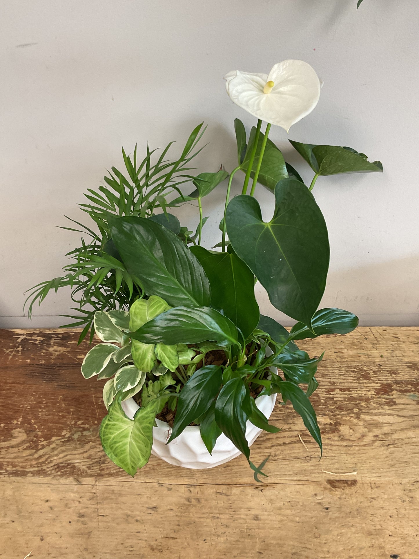 Anthurium Planter
