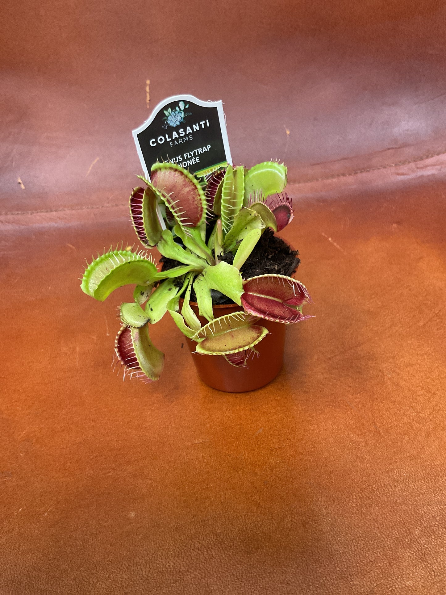 Venus Fly Trap