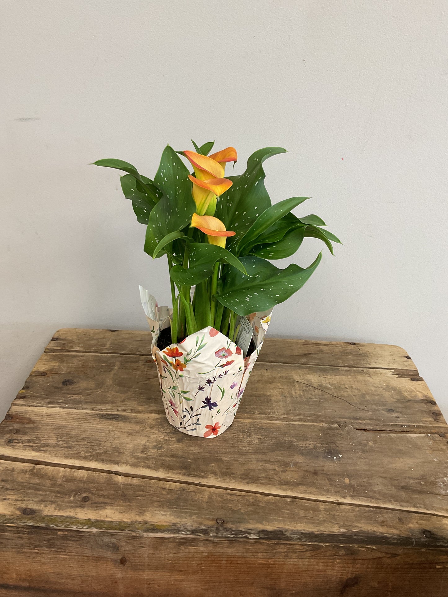 4" Potted Calla Lily