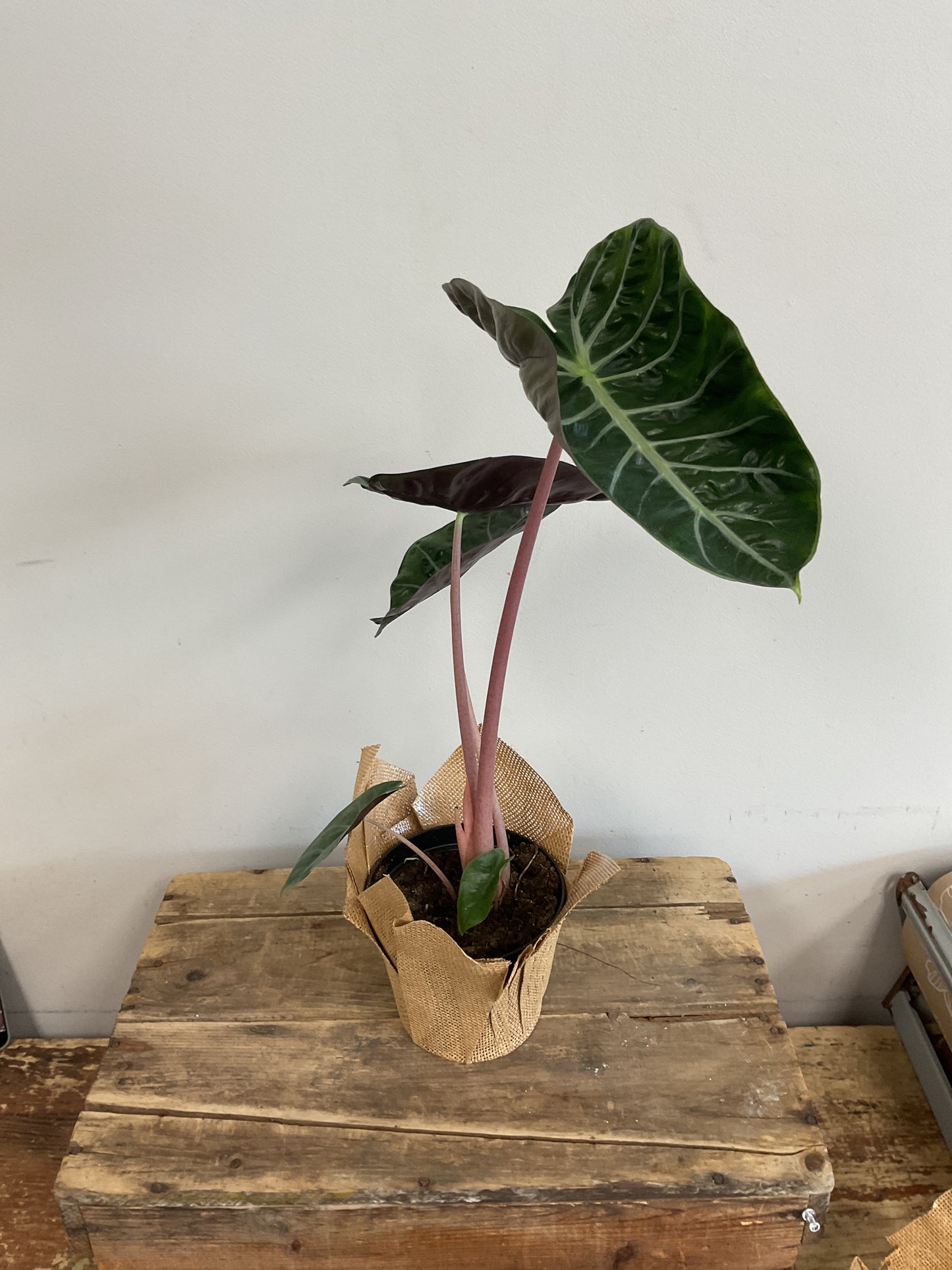 Alocasia Pink Dragon