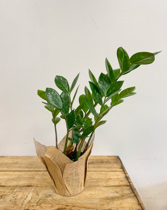 ZZ Plant